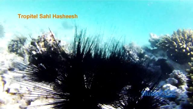 Tropitel Sahl Hasheesh 5*