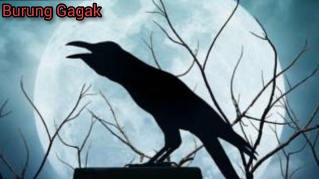 Inilah 5 burung yang penuh mitos yang wajib diketahui смотреть онлайн