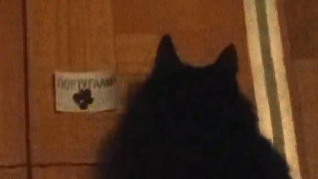Кот угадывает результаты матчей. смотреть онлайн