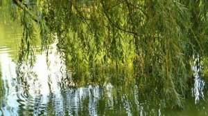 Эльмира Сулейманова. Яшлегем чишмэлэрен  сагынам.