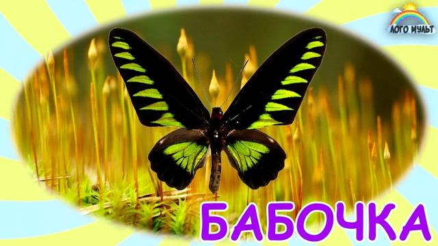 Загадки про НАСЕКОМЫХ Угадай насекомых Развивающий детский мультик загадка смотреть онлайн