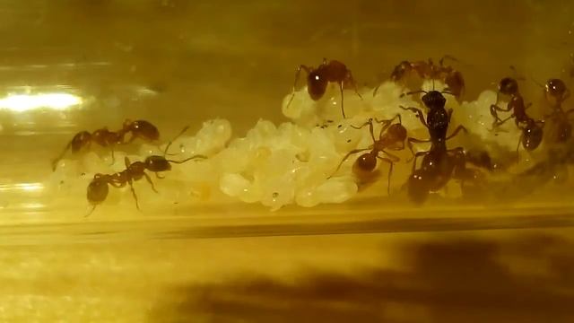 Моя колония Myrmica rubra, продолжение блога. смотреть онлайн
