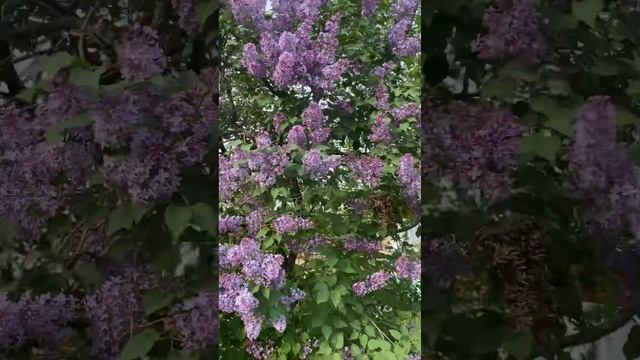 Сирень гүлү смотреть онлайн
