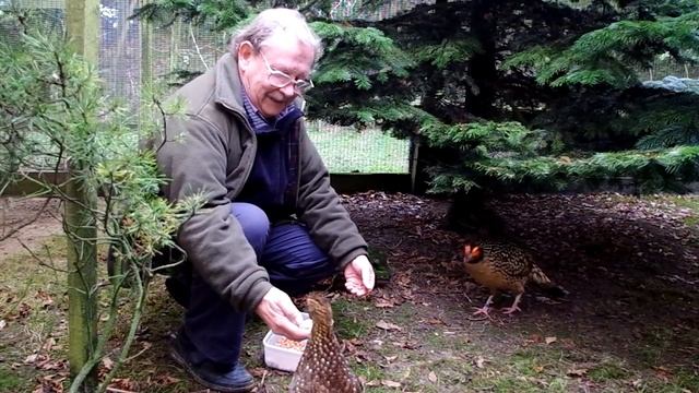 Cabot's tragopan смотреть онлайн