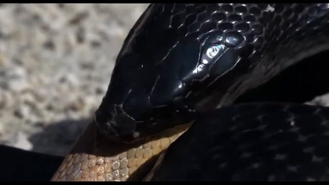Black Snake eat Golden Snake,Snake eat Snake, Indigo Snake Eat Rat Snake, Snake Vs Snake, Animal смотреть онлайн