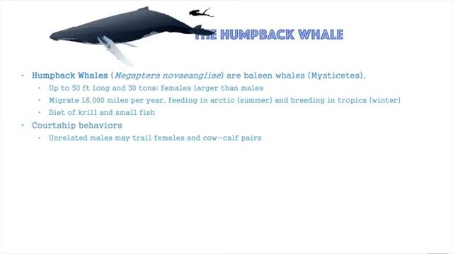 Whale Song—The Movie (Animal Music, Lecture X) смотреть онлайн