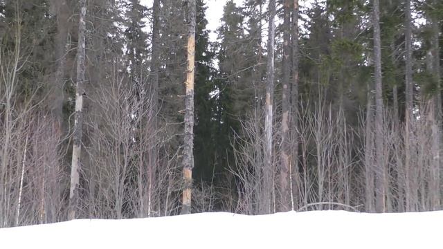 Тепловоз "Машка" 3М62У - 0046 на перегоне в Карелии, март 2024 года смотреть онлайн