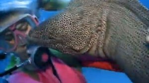 ручная мурена