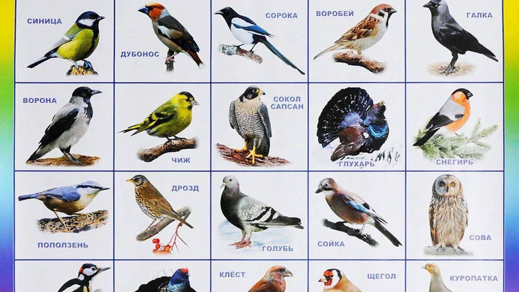 Зимующие Птицы Для Детей Изучаем Зимующих Птиц смотреть онлайн