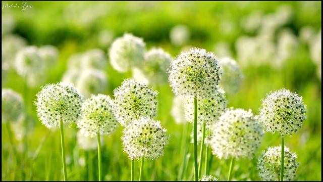 Calming Music With Beautiful Nature Videos | Stress Relief Music | Stop Anxiety & Depression