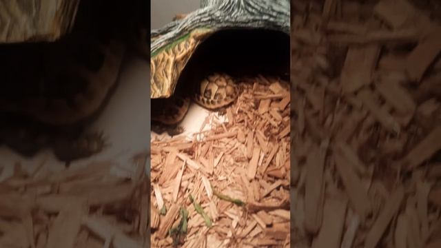 TURTLES HYBERNATING IN WINTER🌈#viralvideo #turtle смотреть онлайн