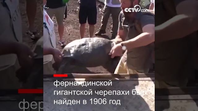 На Галапагосах нашли гигантскую черепу, которую считали вымершей 110 лет назад|CCTV Русский смотреть онлайн