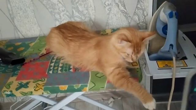 капаем кошкам капли от блох🐱 смотреть онлайн