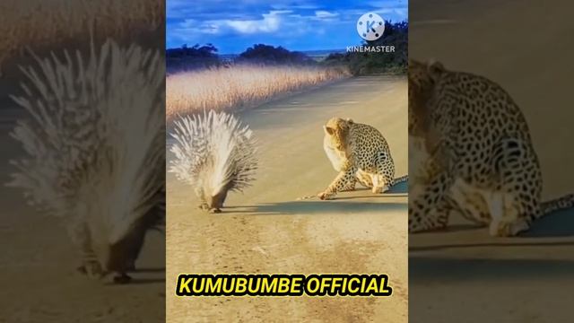 🛑 HEDGEHOG US THEIR SPINS AND ATTACK VIGOROUSLY LEOPARD #africonwildline смотреть онлайн