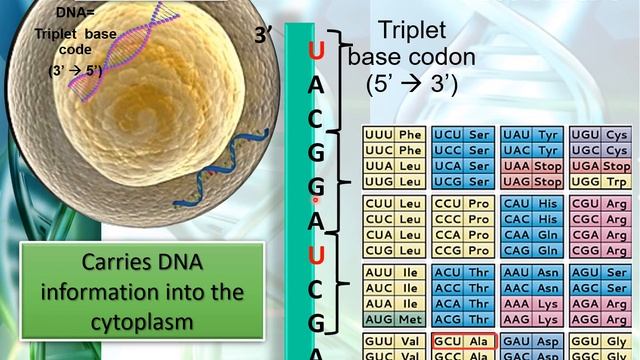 Biology STPM: Nucleic Acid (Part 2- RNA) смотреть онлайн