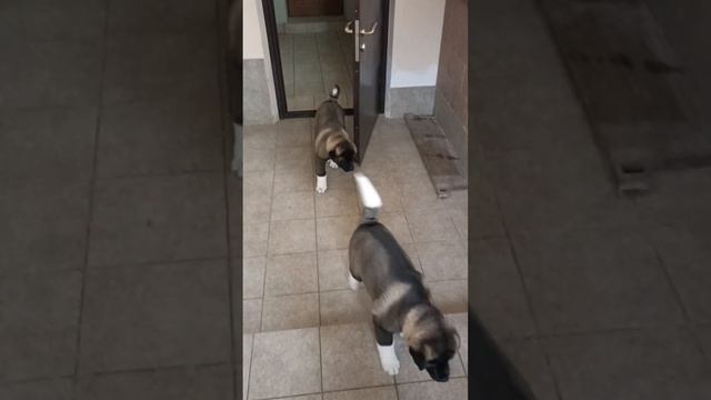 Малыши, домой, кушать! смотреть онлайн