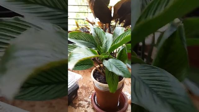 New Addition To My Plant Family | Calathea Vittata