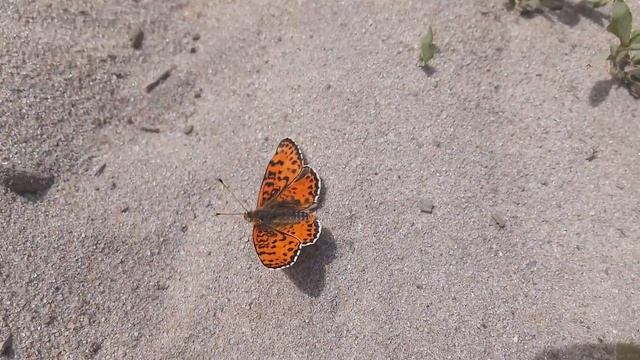 Перламутровка эвфросина (Clossiana euphrosyne) 🦋 смотреть онлайн