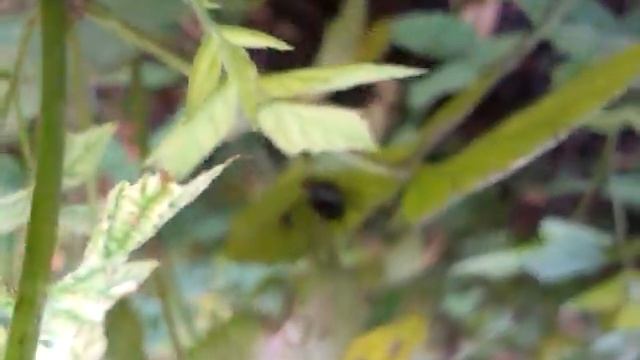 VIDEO0032 смотреть онлайн