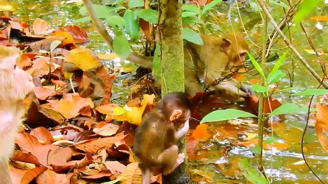 Cute Baby Monkey Tilly
