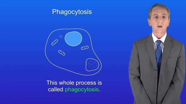 GCSE Biology Revision "The Immune System" смотреть онлайн