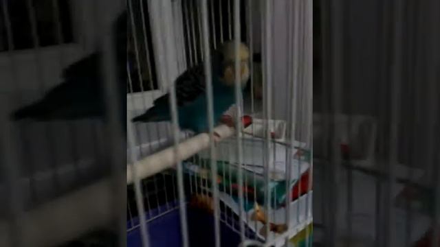 Советы про попугаев смотреть онлайн