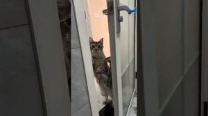 Смешные коты !!!