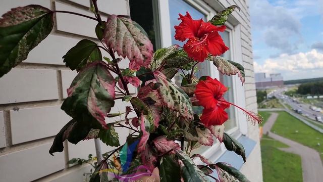 Roseflake #Annaost #Аннаост #гибискуссортовой #Гибискус #hibiscus #GeraGibis #герагибис #Москва смотреть онлайн
