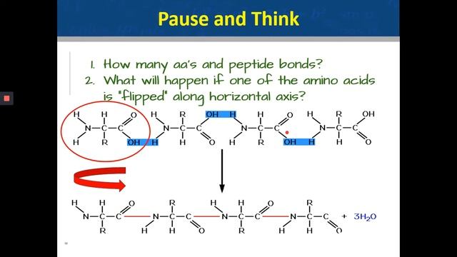 12.3 Polypeptides and Peptide Bonds смотреть онлайн