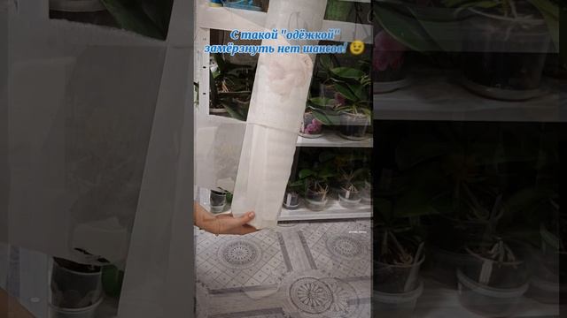 Распаковка зимней посылки с акварельной орхидеей бабочкой! Нежный и эффектный фаленопсис стандарт 🌸 смотреть онлайн