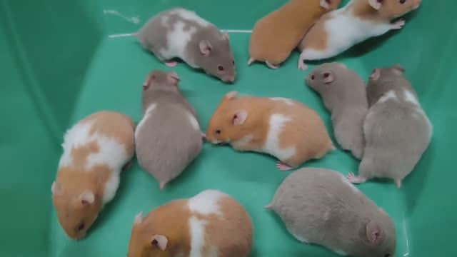 Редкие красивые окрасы