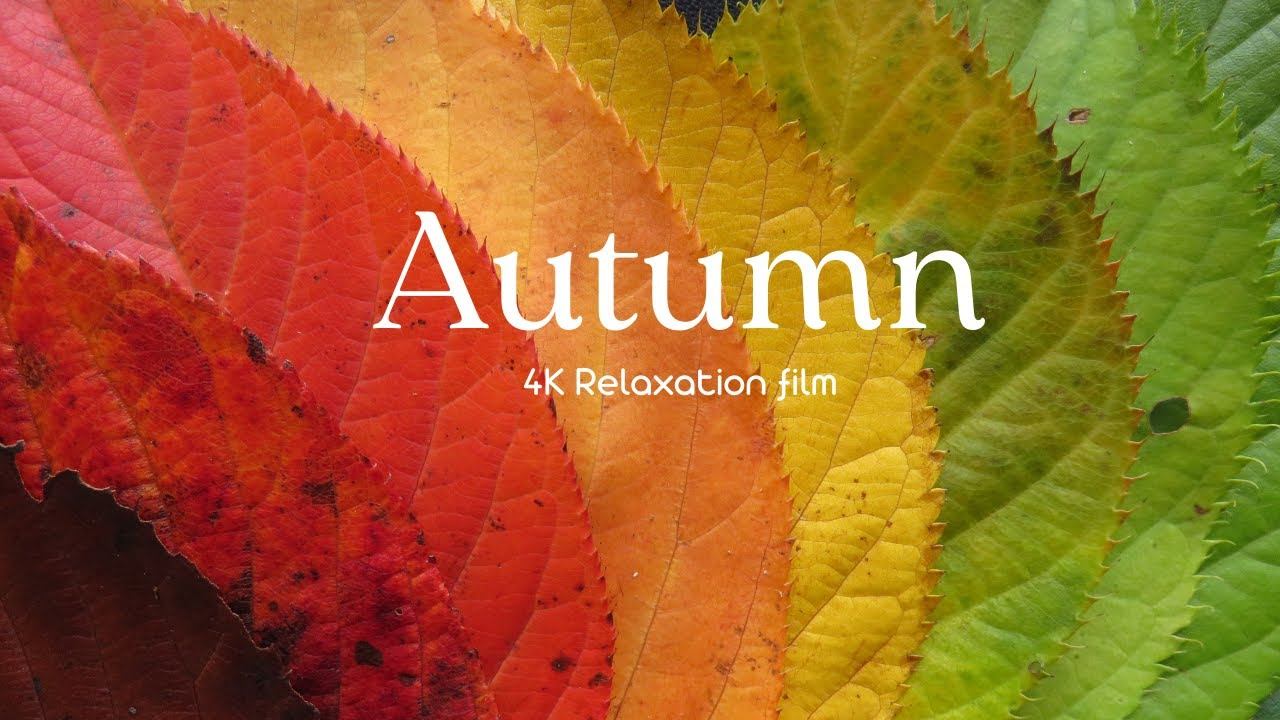Autumn - 4K - Relaxation Film With Calming Music | Autumn Nature Scenes + Relaxing Piano Music