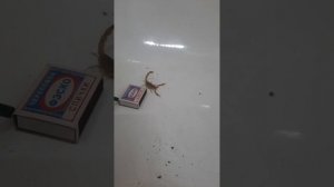 Как жалит скорпион в замедленном действии.