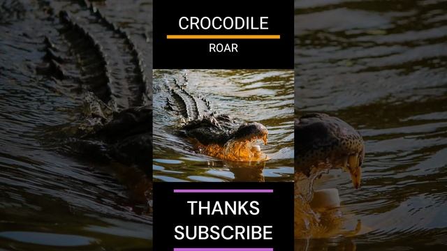 CROCODILE ROAR #crocodile #roar #subscribe #animals #sound смотреть онлайн