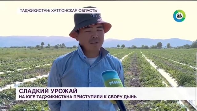 СЛАДКИЙ УРОЖАЙ на юге Таджикистана приступили к сбору дынь🍈🍉 смотреть онлайн