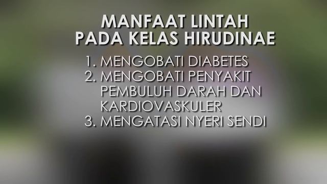FILUM ANNELIDA - KELOMPOK 3 KELAS 4B PENDIDIKAN BIOLOGI UNTIRTA 2017 смотреть онлайн