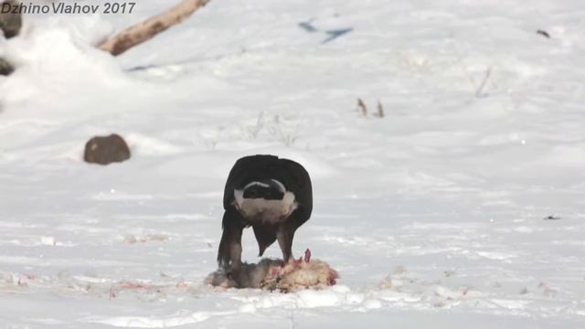 Скален орел, Golden Eagle - Madzharovo , Bulgaria смотреть онлайн