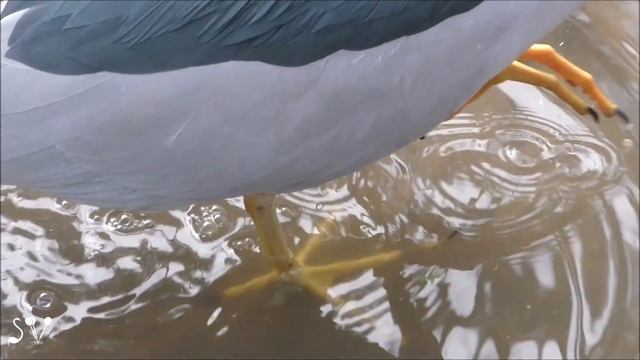Nycticorax (night heron). Обыкновенная кваква смотреть онлайн