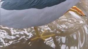 Nycticorax (night heron). Обыкновенная кваква