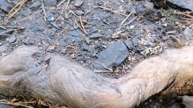 Водопад Кивач. Дендрарий. Карелия. Август 2023 смотреть онлайн