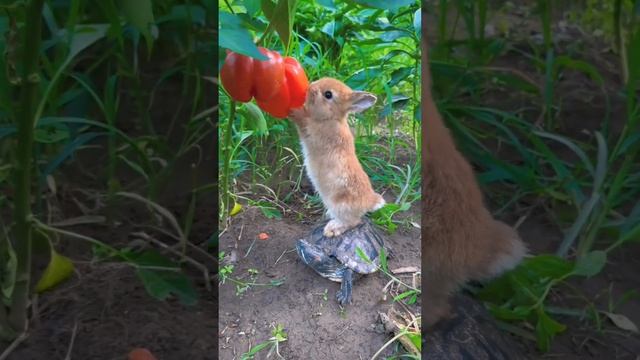Love this Adorable friendship and Nature. #animals #beautifulnature #rabbit #turtle #nature смотреть онлайн