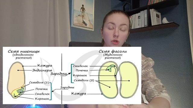 БИОЛОГИЯ: основные части семян. Урок для младших школьников смотреть онлайн