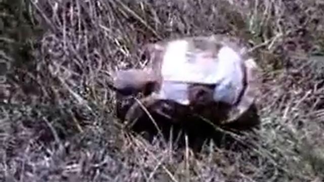 череп в поисках еды смотреть онлайн