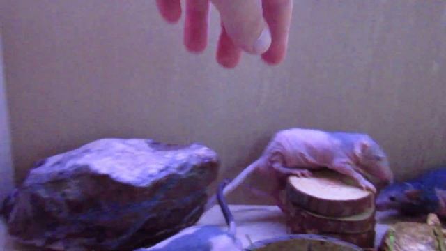 Сфинксы 07 07 23 смотреть онлайн