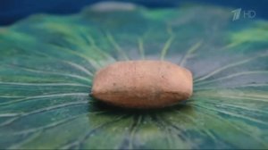 Реклама Dreamies | Дримис - Кот за них на всё готов!