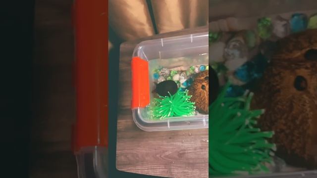 #chichi #animals #turtle #pets See you guys for more updates! I still need more NAMES! Thx guys! смотреть онлайн