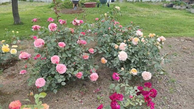 Розы Шоне Фом Зи и Зангерхаузер Юбиляумсрозе. Schone Vom See и Sangerhauser Jubilaumsrose.