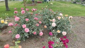 Розы Шоне Фом Зи и Зангерхаузер Юбиляумсрозе. Schone vom See и Sangerhauser Jubilaumsrose.