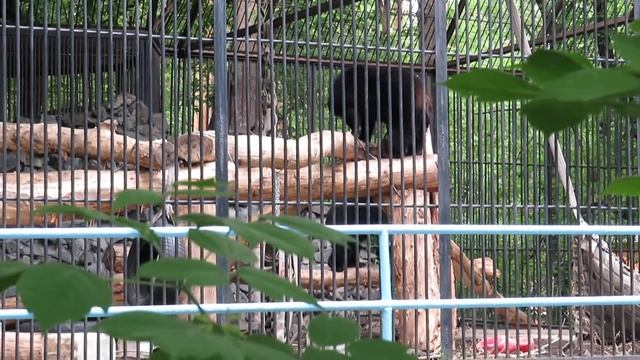 Гималайские мишки 22.05.2020 (снято через решётку забора) смотреть онлайн