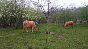 Əsəblərinizi Sakitləşdirəcək Kənd abu havası    Успокаивающая Деревенска Атмосфера   Kend Heyati
